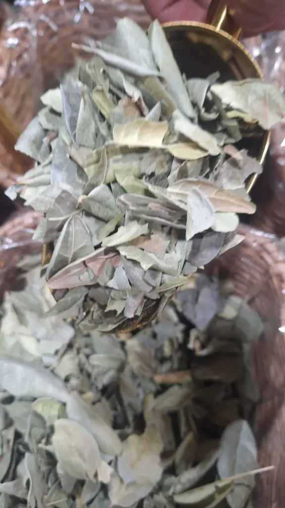 [MP-CON-006] Boldo Hoja x Gr