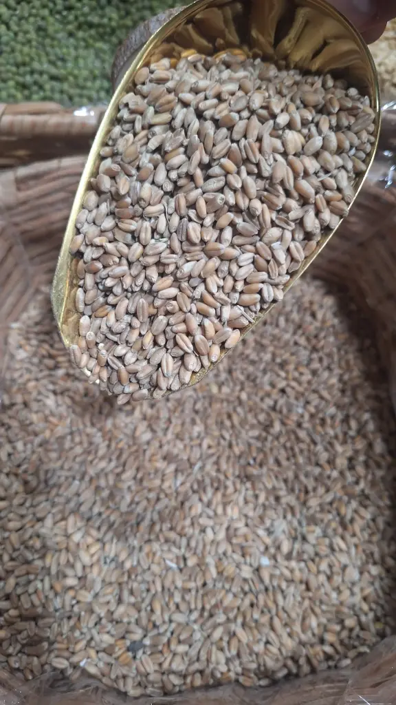 Trigo en Grano x Gr
