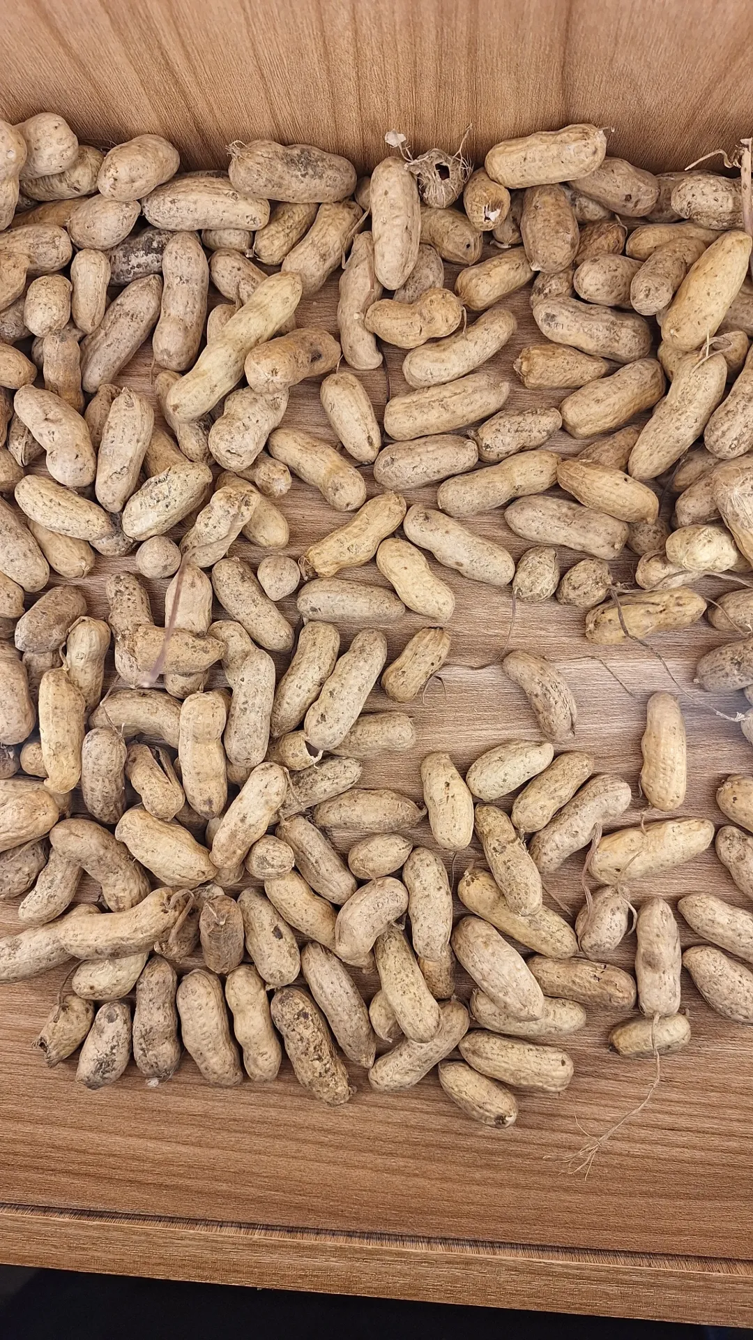 [GRANEL-026] Maní Cacahuate x Gr