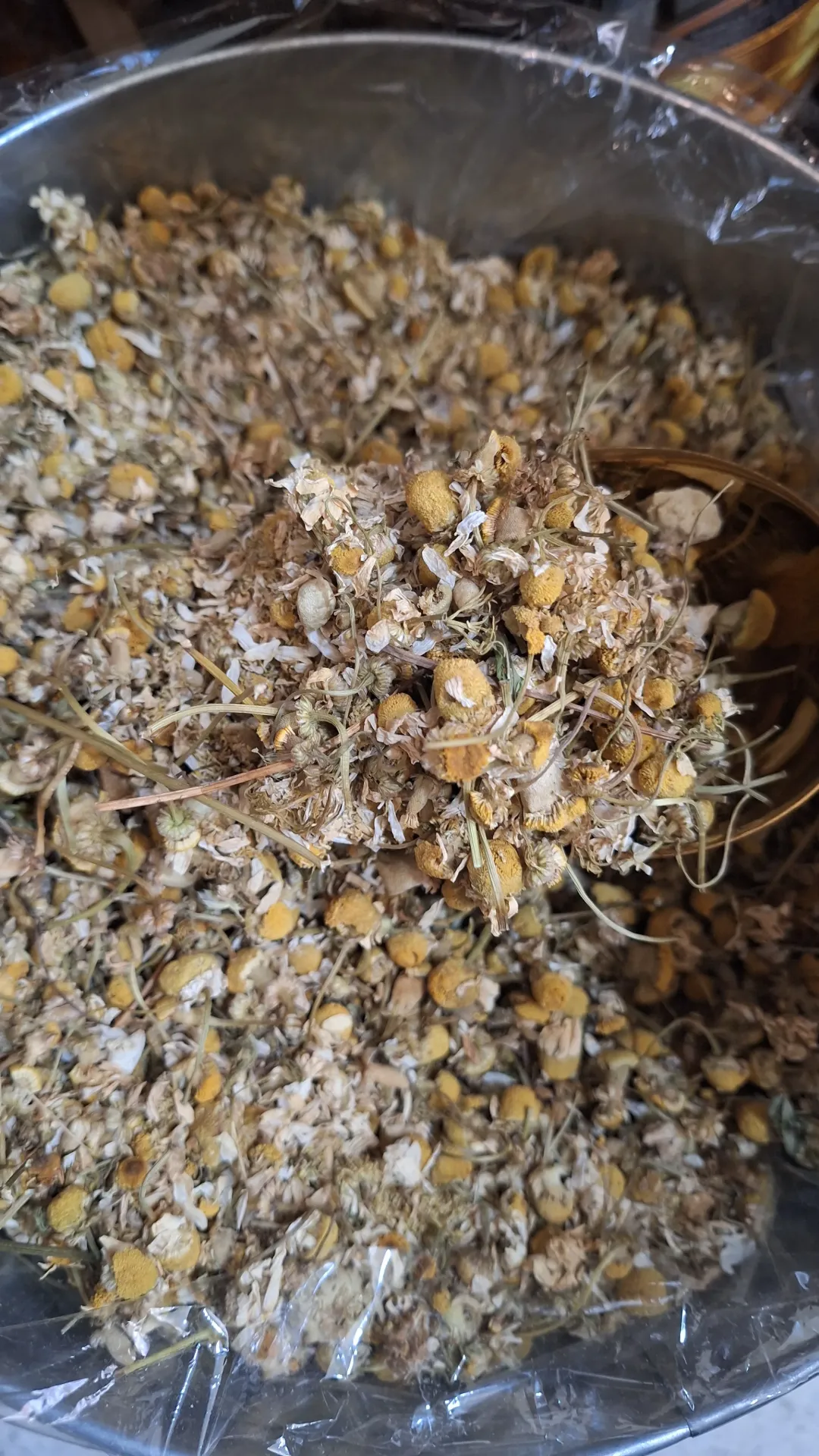 Flor de Manzanilla x Gr